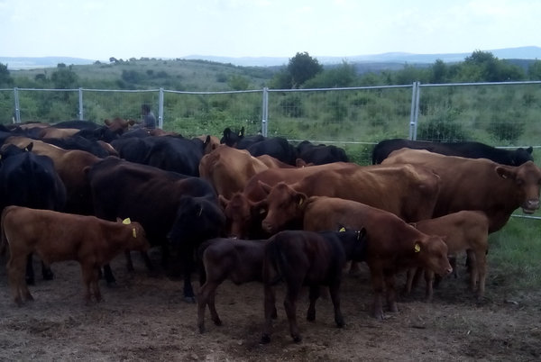 Aberdeen-Angus.jpg