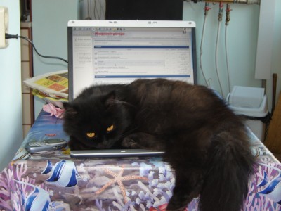 Kotka_Lap_Top.jpg