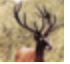 ELEN.png