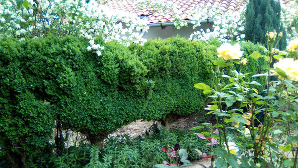 IMG_20200517M.jpg