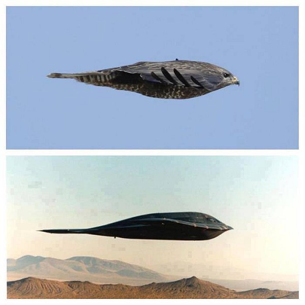 Nature inspired design - Northrop Grumman B-2 Spirit.jpg