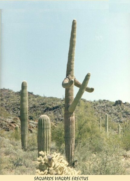 Plante.jpg