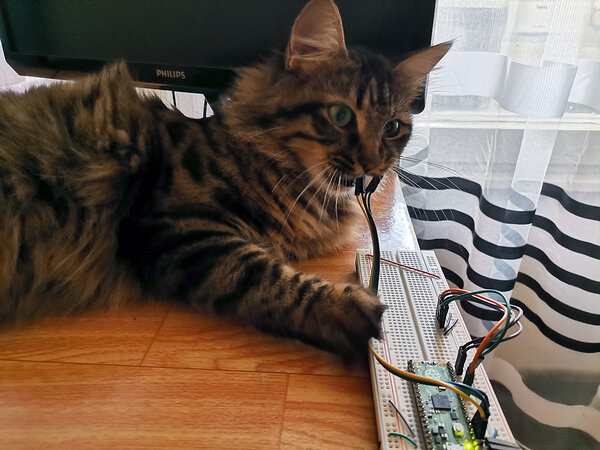 pico-cat.jpg