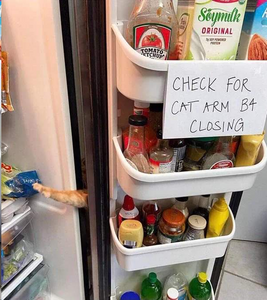 Check for cat arm b4 closing.png