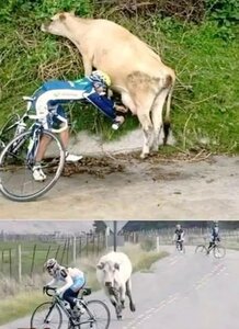 The_Cow_and_the_Cyclist.jpg