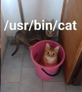 usr-bin-cat.png