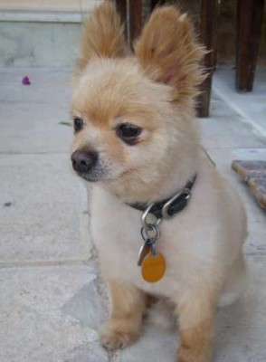 Pomeranian-1-2.jpg