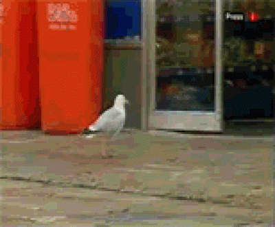 1140.gif