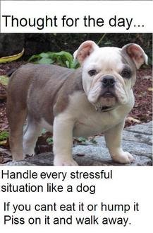 dog.jpg