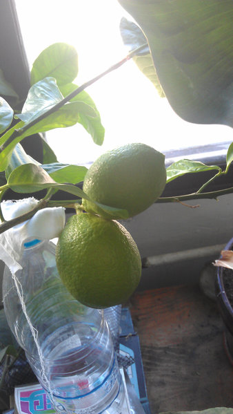 IMAG0753.jpg