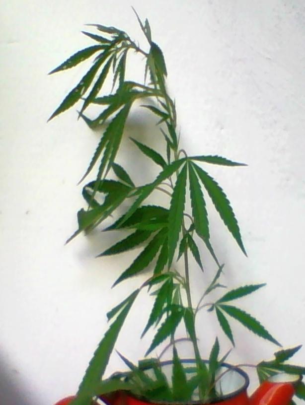 vlcsnap-2015-07-13-19h32m18s83M.jpg